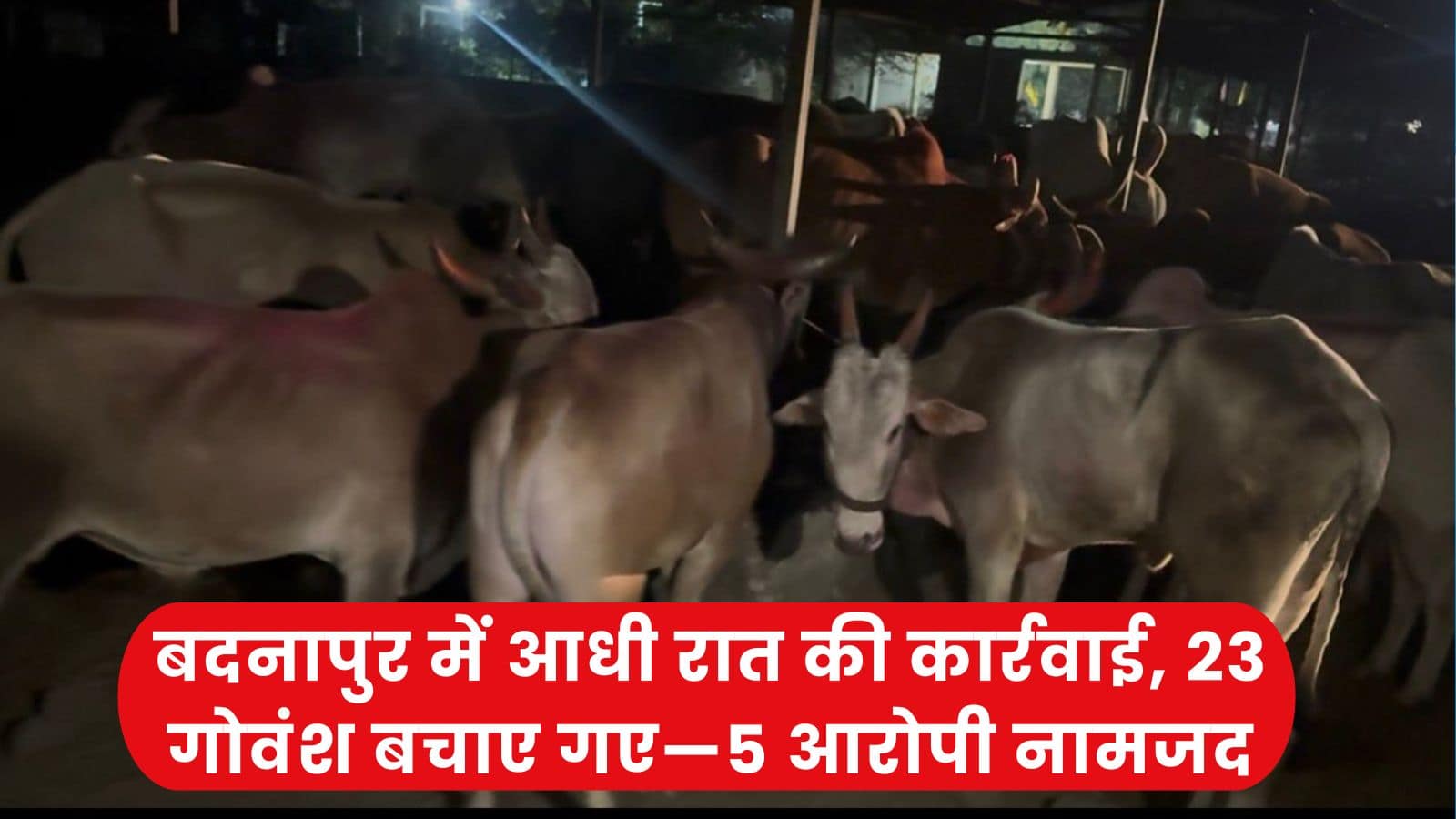 23 गोवंश बचाए गए—5 आरोपी नामजद - NewsNation Online