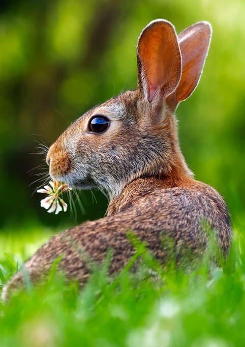 landscape-nature-grass-lawn-meadow-prairie - NewsNation Online landscape-nature-grass-lawn-meadow-prairie