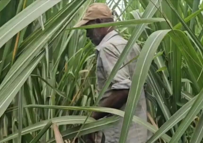 IMG_20250629_233116 - NewsNation Online